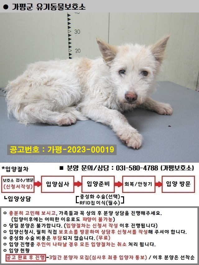 믹스견 이미지 파일 입니다.